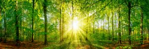99% de nos papiers issus de forêts gérées durablement