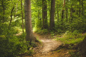 forest