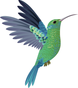 legende-colibri
