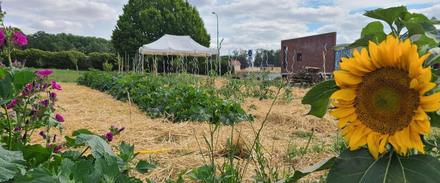 L'agriculteur Attache Les Plantes Dans Le Potager à La Ferme