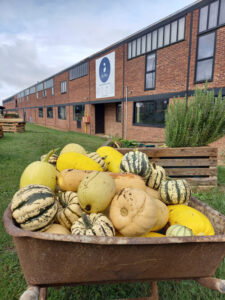 récolte-courge-bong